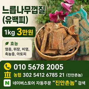 느릅나무껍질 (유백피)